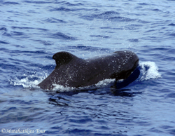 Pilot Whale, Pics Courtesy: Bagus Lesmana